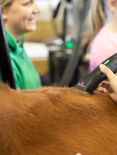 Upclose image of Andis clipper clipping hair of a cow small